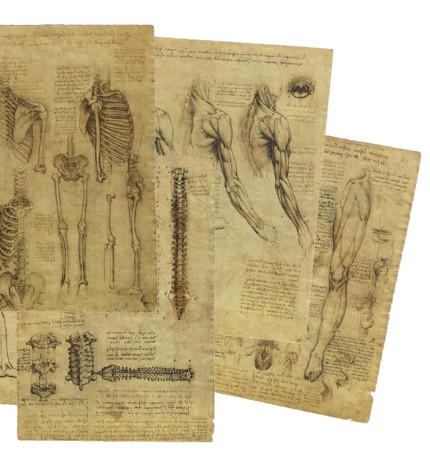 Leonardo da Vinci – Rysunki anatomiczne, seria 1. - Galeria Goldenm... Leonardo da Vinci – Rysunki anatomiczne, seria 1. - Galeria Goldenm...