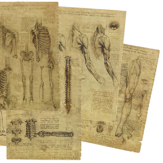 Leonardo da Vinci – Rysunki anatomiczne, seria 1. - Galeria Goldenm... Leonardo da Vinci – Rysunki anatomiczne, seria 1. - Galeria Goldenm...