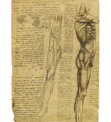 Leonardo da Vinci – Rysunki anatomiczne, seria 1. - Galeria Goldenm... Leonardo da Vinci – Rysunki anatomiczne, seria 1. - Galeria Goldenm...