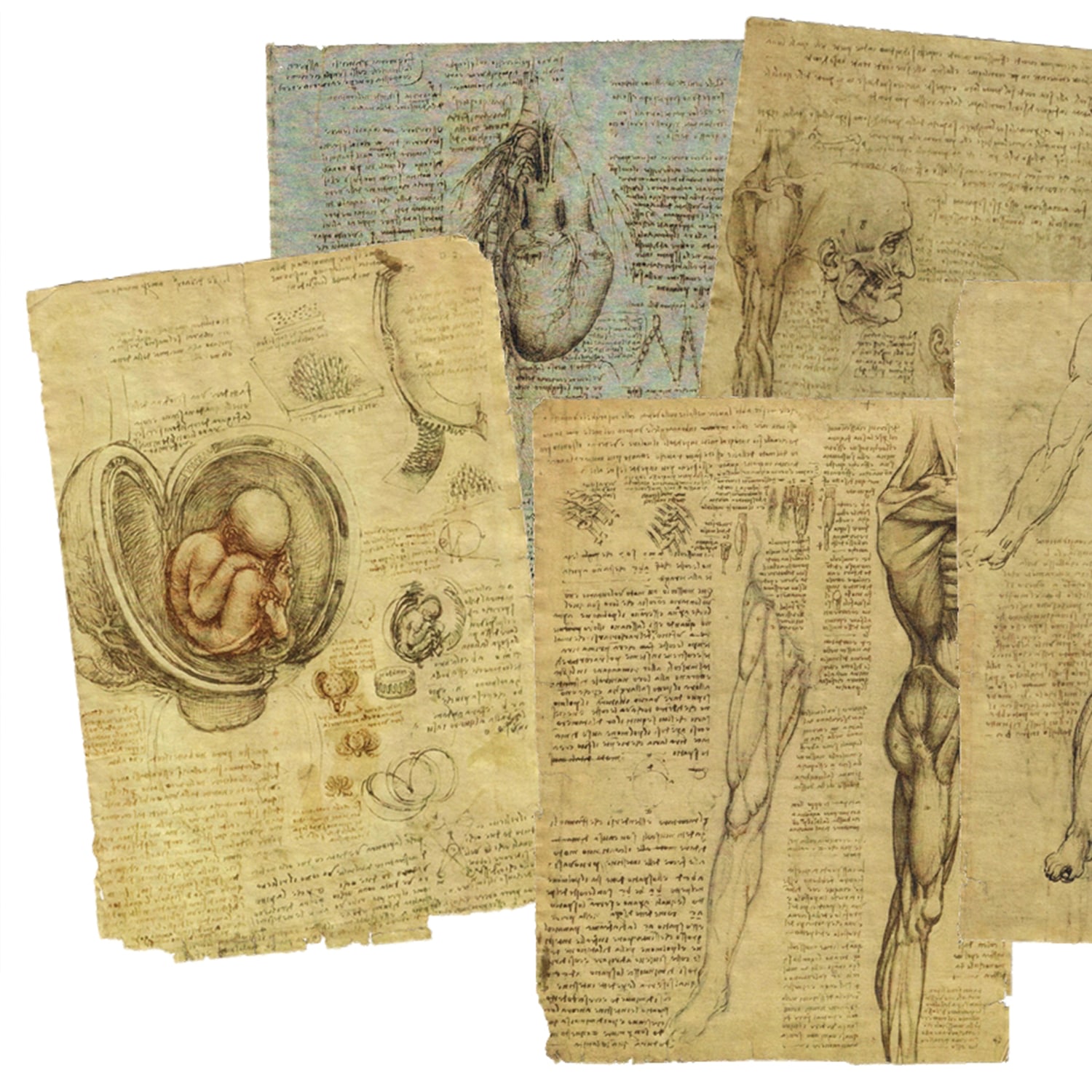 Rysunki Anatomiczne Leonarda
