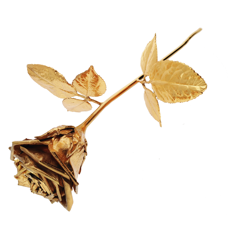 Drugie zdjęcie Złotej Róży Goldenmark